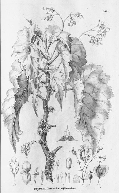 Begonia × Phyllomaniaca by C.F.P.von Martius and auct. suc.